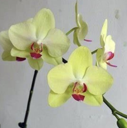 千葉園、秋田園