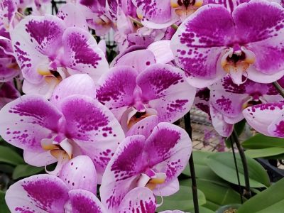 千葉園、秋田園