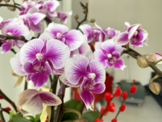 自然坊Natural Florist