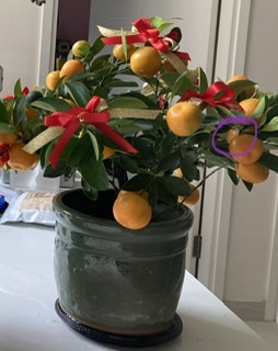 自然坊Natural Florist