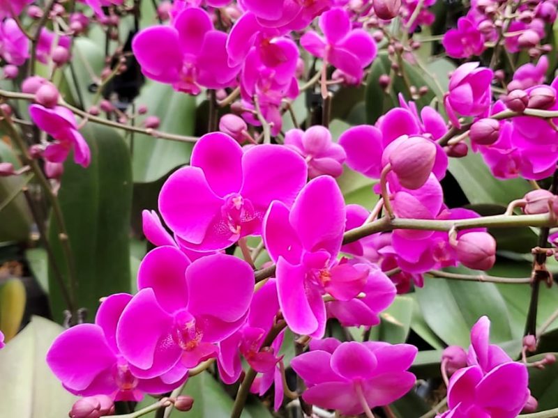 千葉園、秋田園