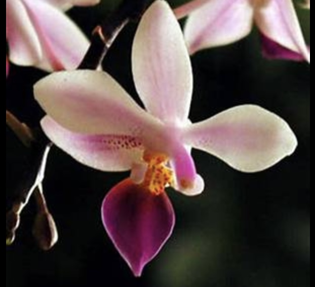 千葉園、秋田園