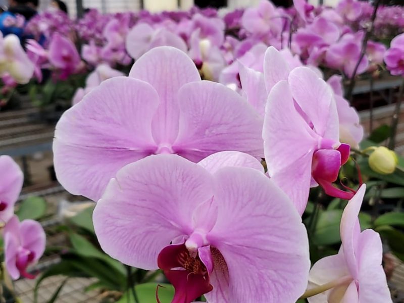 千葉園、秋田園